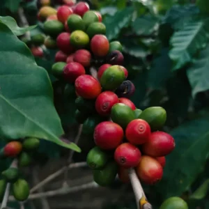 Café de especialidad colombiano