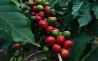 El café colombiano: una semilla que conecta mundos
