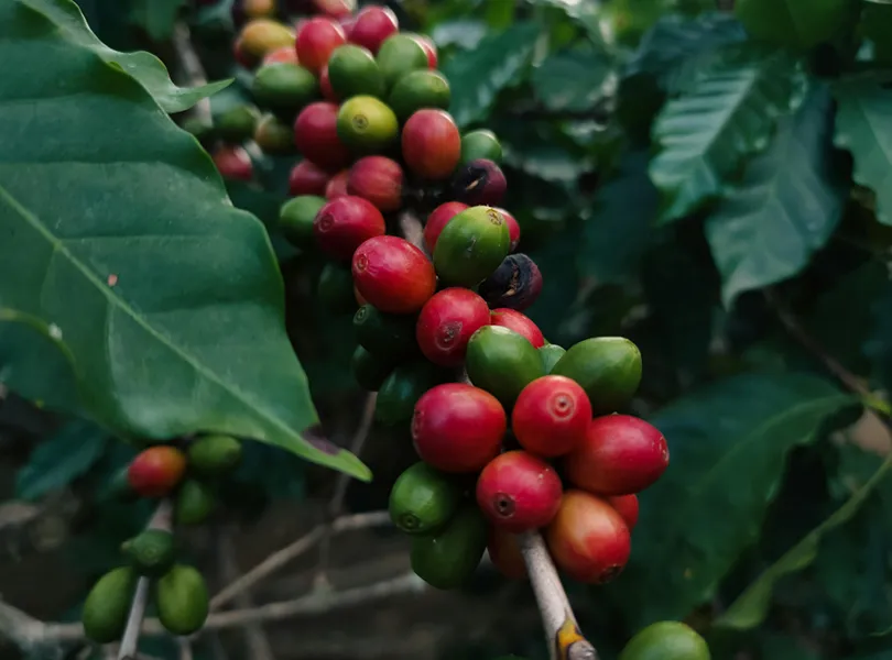 Café de especialidad colombiano